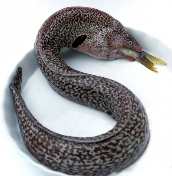 Moray eel as dollar - Photo, Image