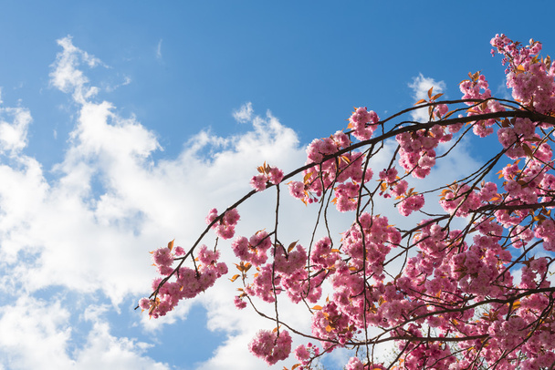 Sinistä taivasta vastaan: Japanilainen kukkiva kirsikkapuu kukkii huhtikuussa
 - Valokuva, kuva