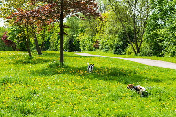 Adorable dogs playing on green meadow in springtime - Photo, Image