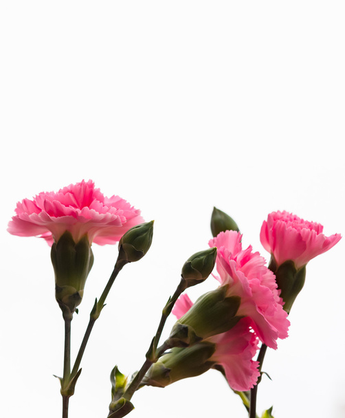 Arrangement of beautiful pink divine flowers blooming in spring - Photo, Image