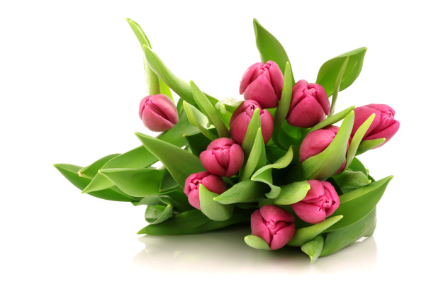 Tulipanes rosados
 - Foto, imagen