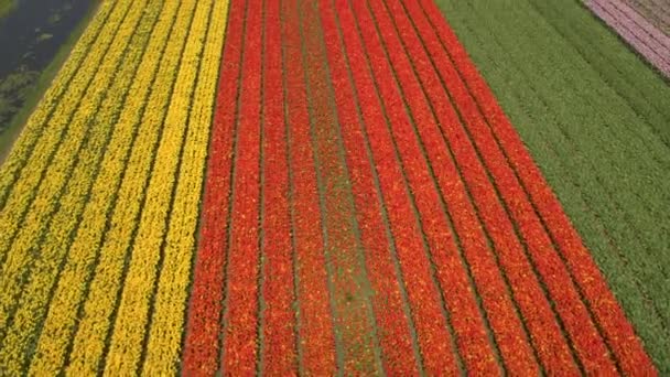 AERIAL: Impresionantes filas coloridas de tulipanes florecientes ricos en gran campo vasto
 - Imágenes, Vídeo