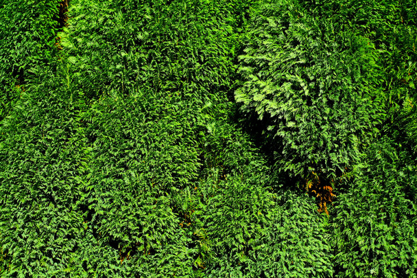 Green vibrant foliage background - Fotoğraf, Görsel