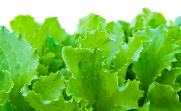 Зеленый салат изолирован
 - Фото, изображение
