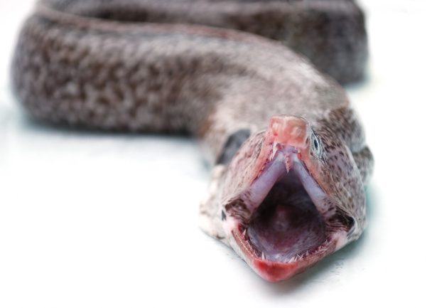 Bouche de Moray anguille
 - Photo, image