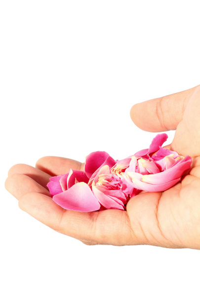 mano tenere rosa fresca dal giardino isolato su sfondo bianco
 - Foto, immagini