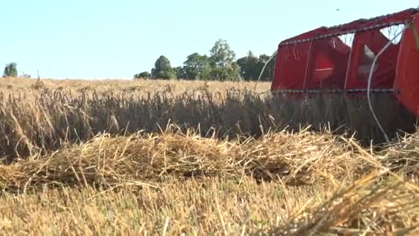 combinare mietitrebbia cereali trebbiatura in terreni agricoli in estate. 4K
 - Filmati, video