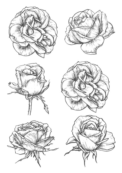 Flor flores de rosas y brotes bocetos
 - Vector, Imagen