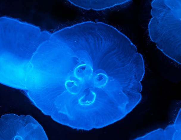 Jellyfish - Fotografie, Obrázek