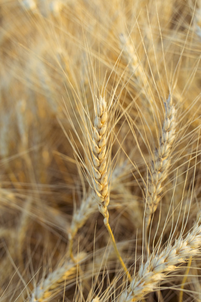 Дозріти золоті вуха пшениці в полі перед збиранням врожаю
. - Фото, зображення