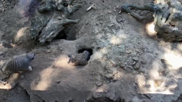 Meerkats családi ás a lyuk a földben, felülnézet - Felvétel, videó