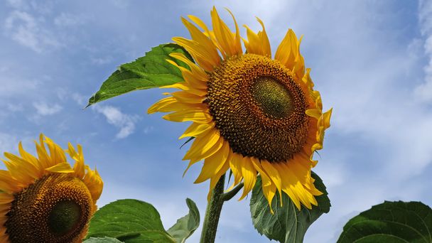 Sunflowers with blue sky - Photo, Image