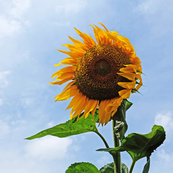 Sonnenblume im Wind - Foto, Bild