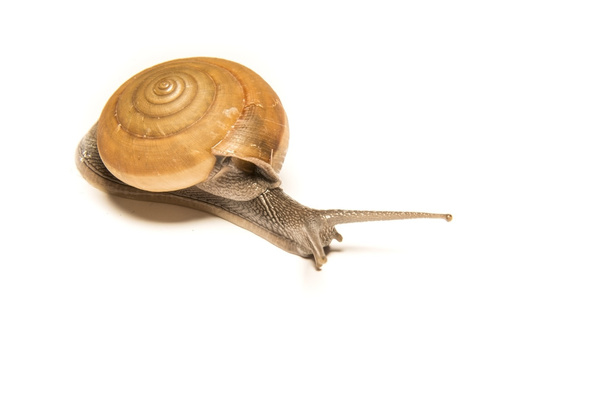 Snail isolated on white, shooting animals at close range. - 写真・画像