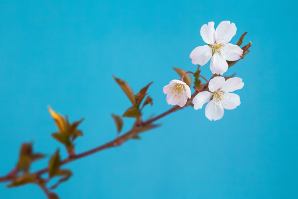 τα άσπρα λουλούδια τα άνθη κερασιάς σε μια ανοιξιάτικη μέρα - Φωτογραφία, εικόνα
