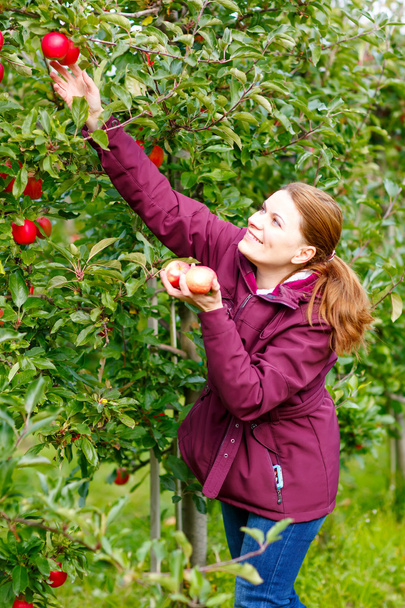 Young woman picking red apples on farm - Фото, изображение