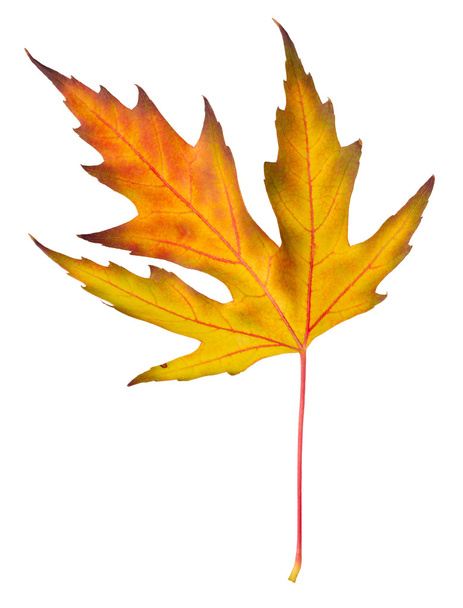 Осенний кленовый лист изолирован - Фото, изображение