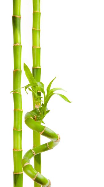 green bamboo plants  - Photo, Image