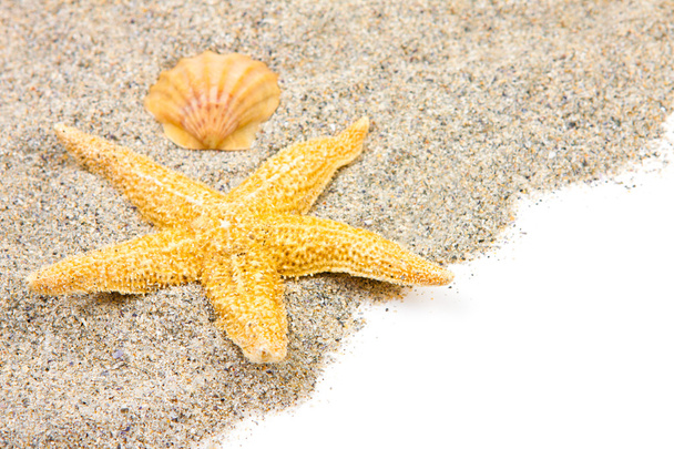 hvězdice a shell Beach, písek - Fotografie, Obrázek