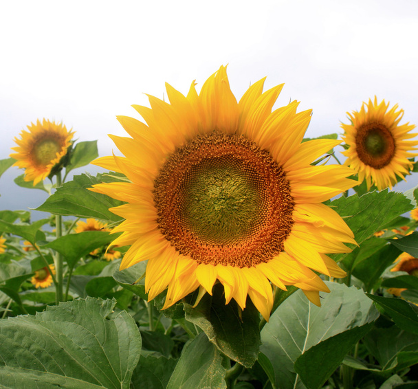 Zonnebloemenveld op een bewolkte dag - Foto, afbeelding