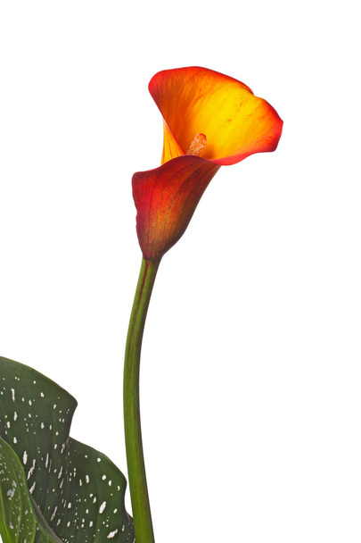 Цветок апельсиновой лилии и частичного листа
 - Фото, изображение