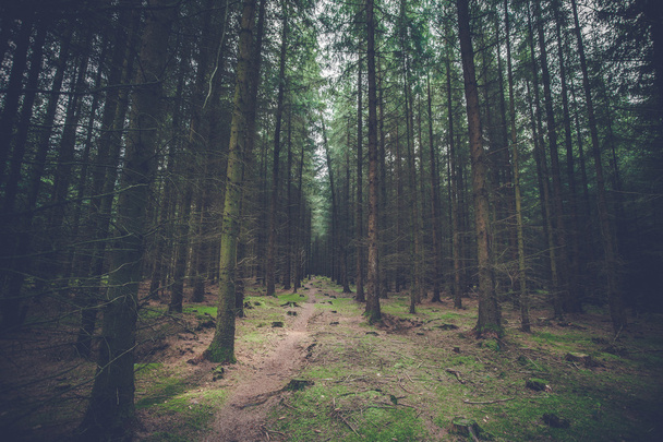 Tmavá borovice lesní s vysokými stromy - Fotografie, Obrázek