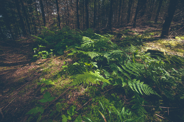 Green fern in a dark forest - Photo, Image