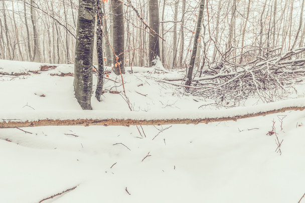 Sníh na velkou větev - Fotografie, Obrázek