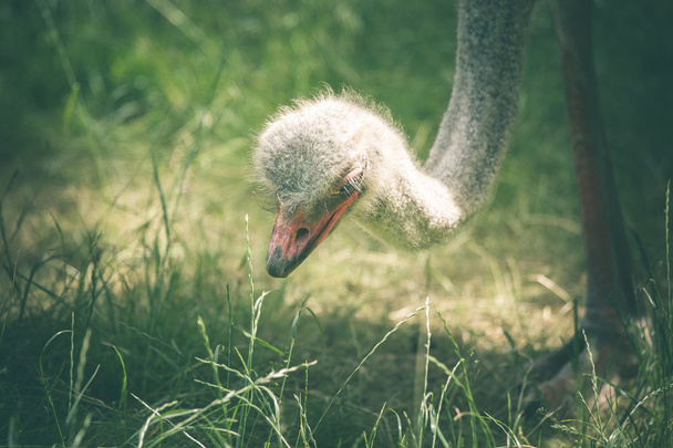 Ostrich searching for food - Foto, Imagem