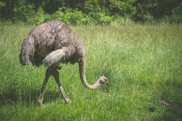 Yeşil çayır üzerinde yürüme devekuşu - Fotoğraf, Görsel