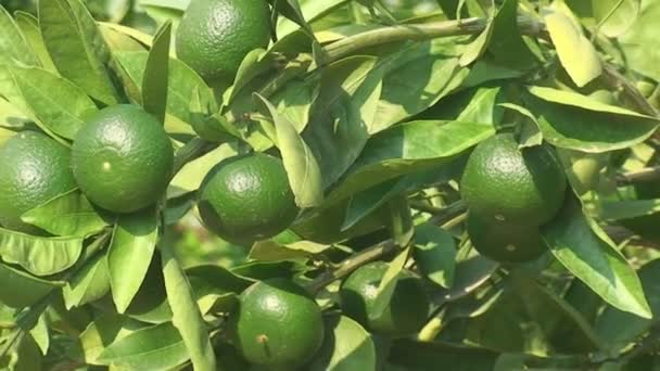  Δένδρα με Πράσινα λεμόνια, τροπικό κήπο - Πλάνα, βίντεο