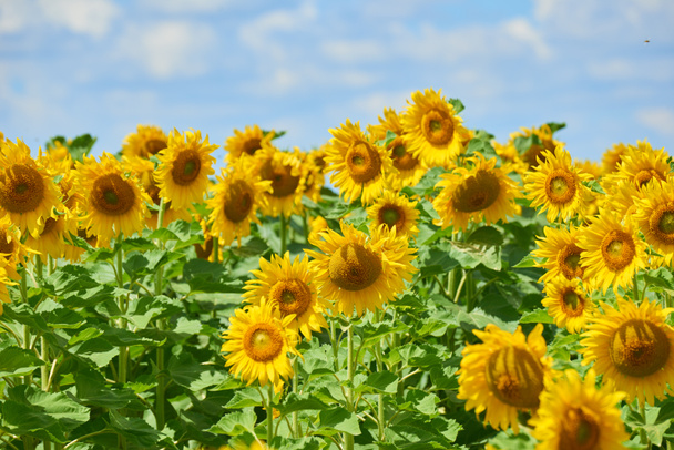 Sonnenblumenfeld schöne Sommerlandschaft mit weichem bewölkten Himmel - Foto, Bild