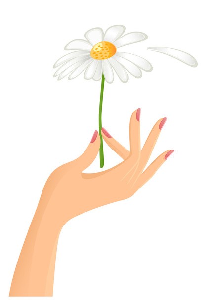 Main féminine avec camomille. Illustration vectorielle
 - Vecteur, image