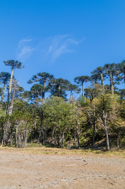 Araucaria forest in National Park Herquehue, Chile. The tree is called Araucaria araucana (commonly: monkey puzzle tree, monkey tail tree, Chilean pine) - Foto, Bild
