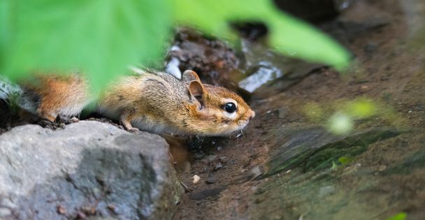 Nervous chipmunk (Tamias) drinks at the river's edge. - Photo, Image