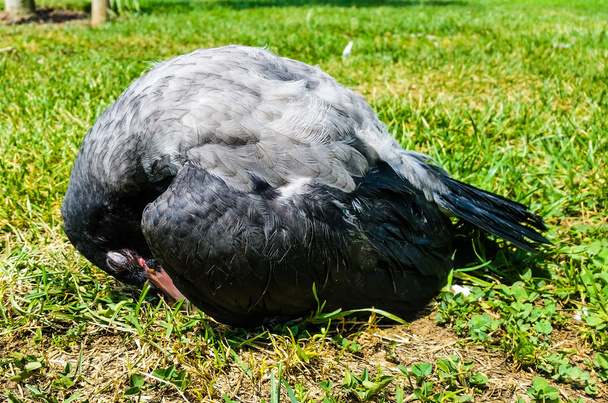 Young Crow Resting on the Soil - Photo, Image