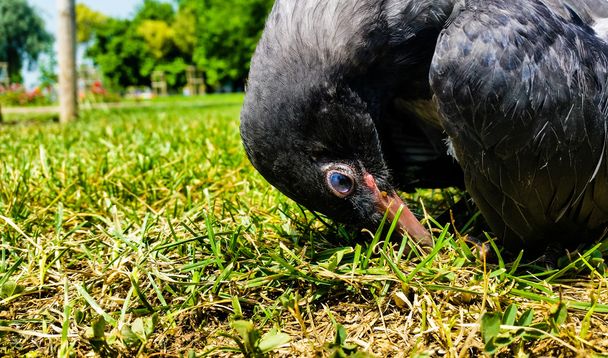 Crow młody odpoczynek na glebie - Zdjęcie, obraz