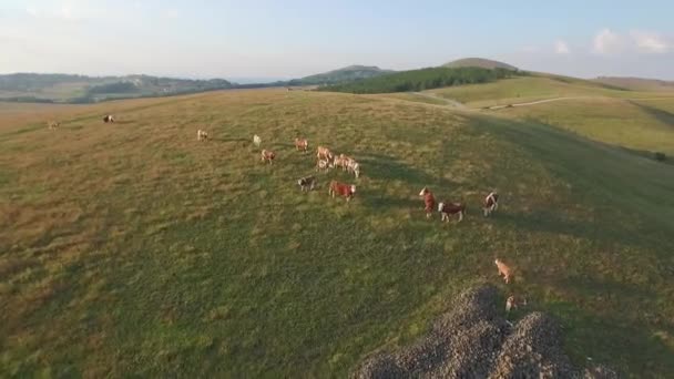 Mucche e tori in collina con bellissimi paesaggi sullo sfondo e bagliore di sole
 - Filmati, video