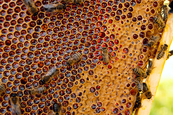 Vista de las abejas en el panal con miel dulce
.  - Foto, Imagen