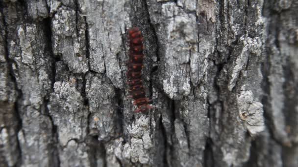 Pipevine Swallowtail Caterpillar bir ağaç üzerinde. - Video, Çekim