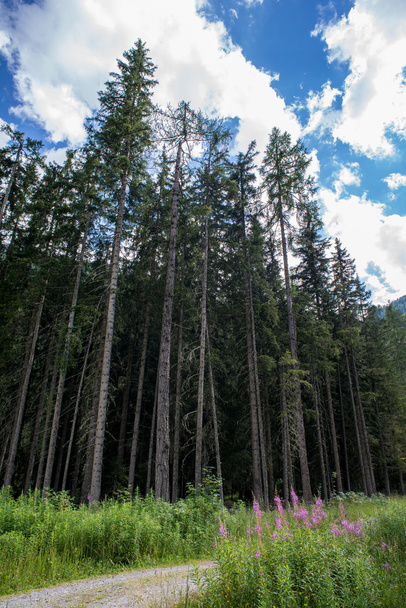 trunks of trees in a pine forest - Fotoğraf, Görsel