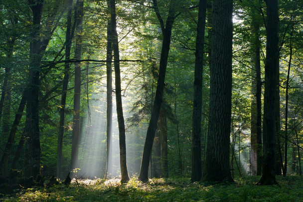 Sunbeam entering rich deciduous forest - Fotografie, Obrázek