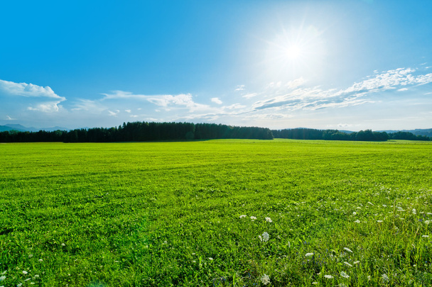 Зеленая поляна - Фото, изображение