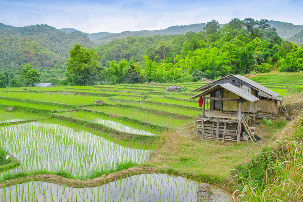 Campos de arroz em terraços de Ban Mae Klang Luang, Doi Inthanon, Chiangmai
 - Fotografia, imagem
