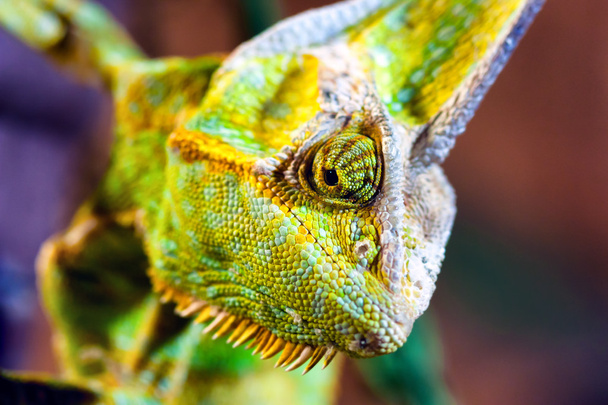 Veiled Chameleon (Chamaeleo calyptratus) - Zdjęcie, obraz