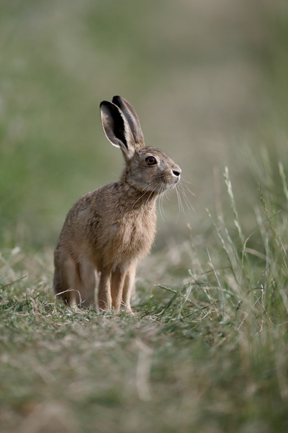European brown hare, Lepus europaeus - Photo, Image