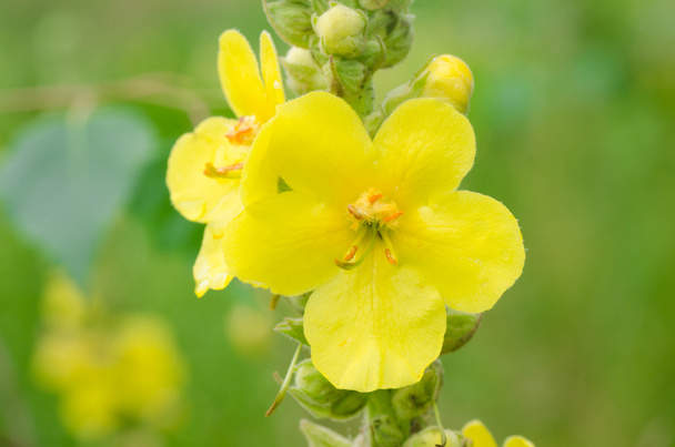 φλόμος κίτρινα λουλούδια  - Φωτογραφία, εικόνα