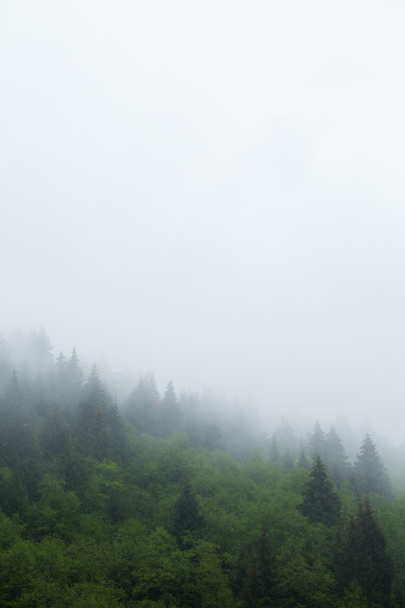 zelený les a mlha - Fotografie, Obrázek