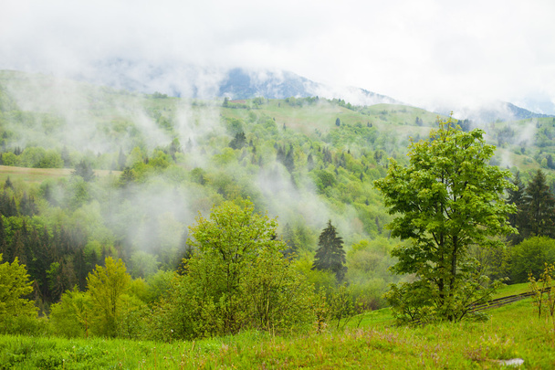 Wald zwischen Hügeln, umgeben von dichtem Nebel - Foto, Bild