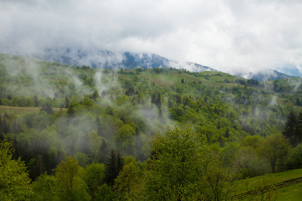 Bosque entre colinas rodeado de espesa niebla
 - Foto, imagen